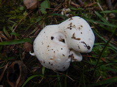 Clitopilus prunulus