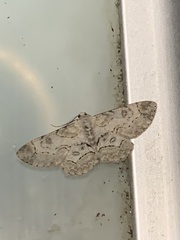 Iridopsis larvaria