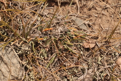 Ephedra