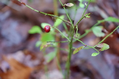 Vaccinium elliottii