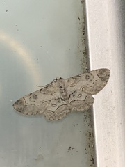 Iridopsis larvaria