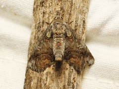 Paectes pygmaea