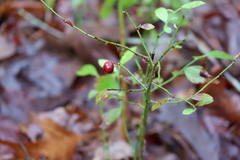 Vaccinium elliottii