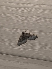 Euphyia intermediata