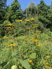 Heliopsis helianthoides