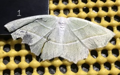 Campaea perlata