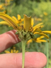 Heliopsis helianthoides
