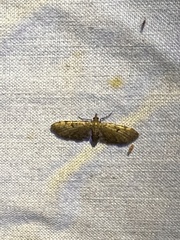 Eupithecia miserulata