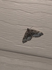 Euphyia intermediata