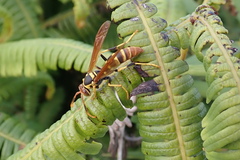 Polistes crinitus