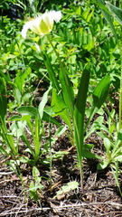 Calochortus apiculatus