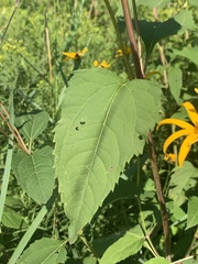 Heliopsis helianthoides