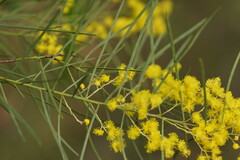Acacia mucronata longifolia