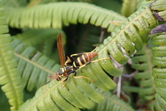 Polistes crinitus