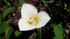 Calochortus apiculatus