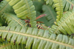 Polistes crinitus