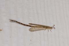 Clathroneuria schwarzi