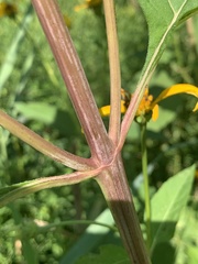 Heliopsis helianthoides
