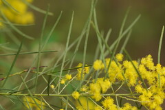 Acacia mucronata longifolia