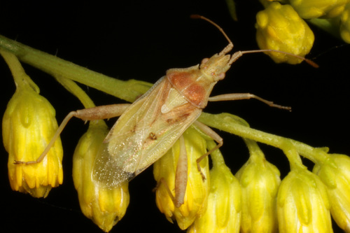 Harmostes reflexulus photo 4