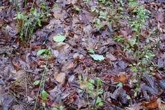 Vaccinium elliottii