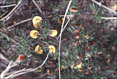 Pultenaea tenuifolia