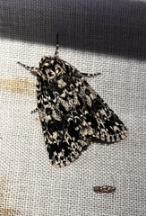 Acronicta
