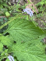 Heliotropium indicum