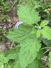 Heliotropium indicum