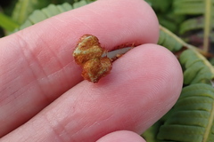 Gleicheniaceae