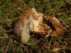 Hypomyces chrysospermus