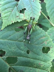 Parapodisma etsukoana