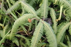 Gleicheniaceae