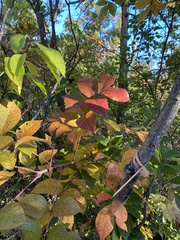 Toxicodendron vernix