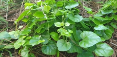 Cocculus orbiculatus