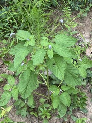 Heliotropium indicum