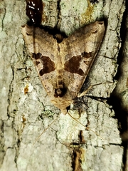 Phlogophora