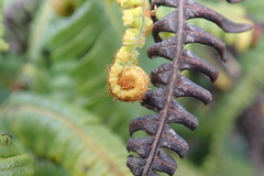 Gleicheniaceae