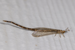 Clathroneuria schwarzi