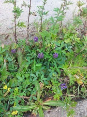 Astragalus laxmannii