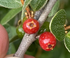 Shepherdia canadensis