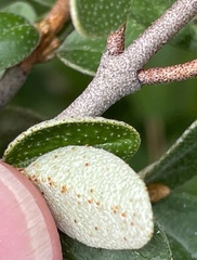Shepherdia canadensis