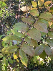 Toxicodendron vernix