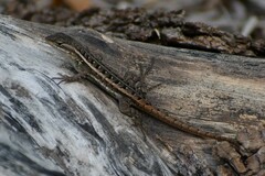 Sceloporus variabilis