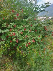 Sambucus sibirica