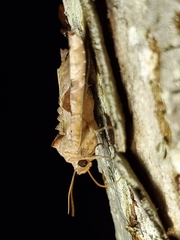 Phlogophora