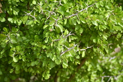 Condalia hookeri