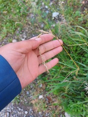 Elymus sibiricus
