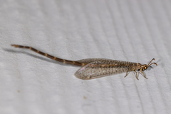 Clathroneuria schwarzi