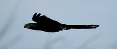 Crotophaga sulcirostris